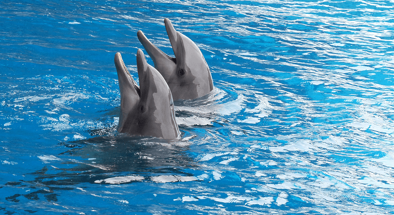dolphin.png